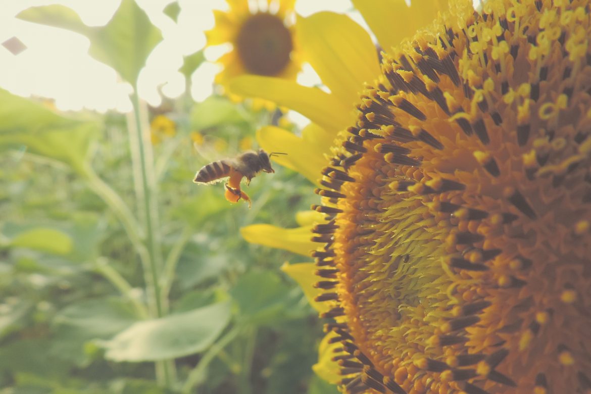 Včela na slnečnici
