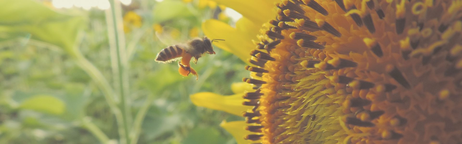 Včela na slnečnici